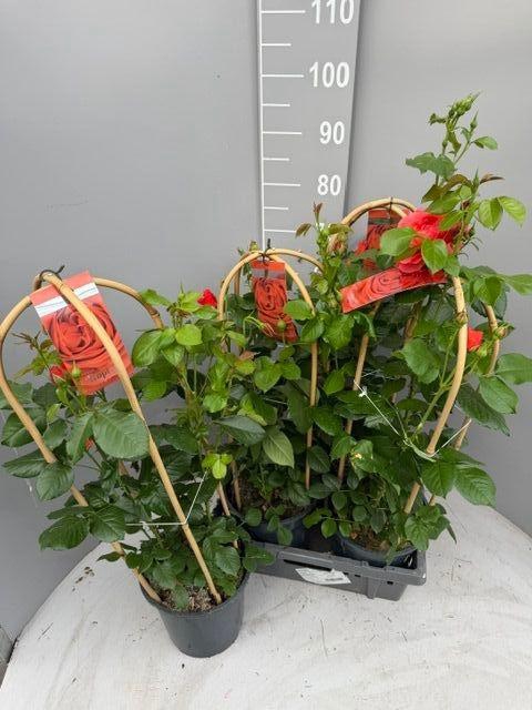 <h4>ROSA FL TROP SELECT</h4>