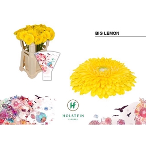 Gerbera Gerponi Big Lemon