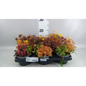 Oxalis   ...