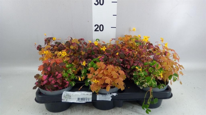 <h4>Oxalis   ...</h4>