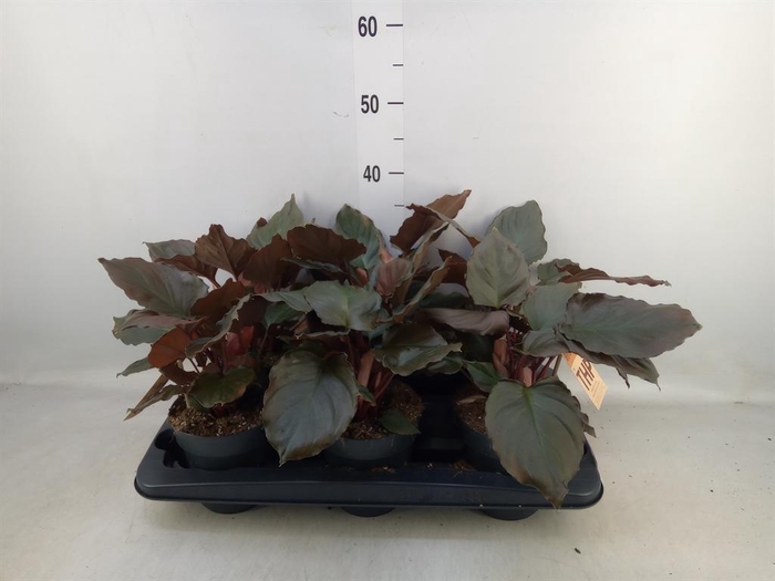 <h4>Planten ...green L%</h4>