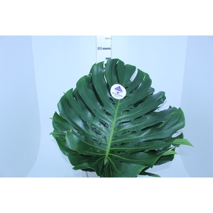 FOLH MONSTERA DELIC. 050 CM