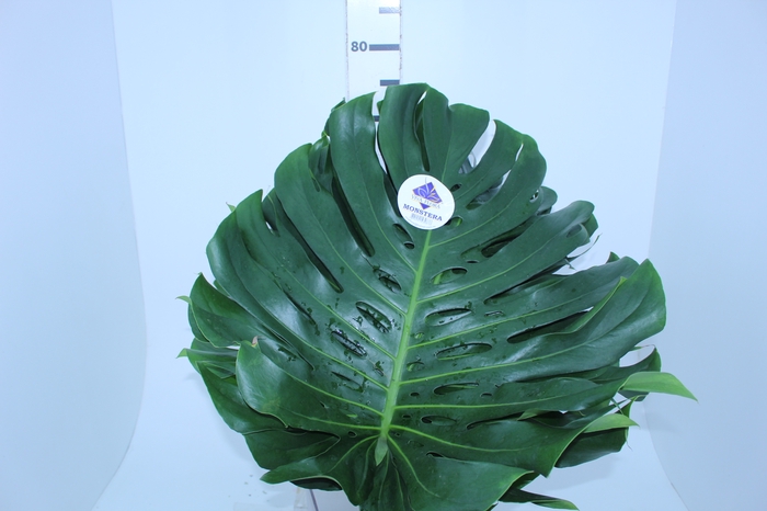 FOLH MONSTERA DELIC. 050 CM
