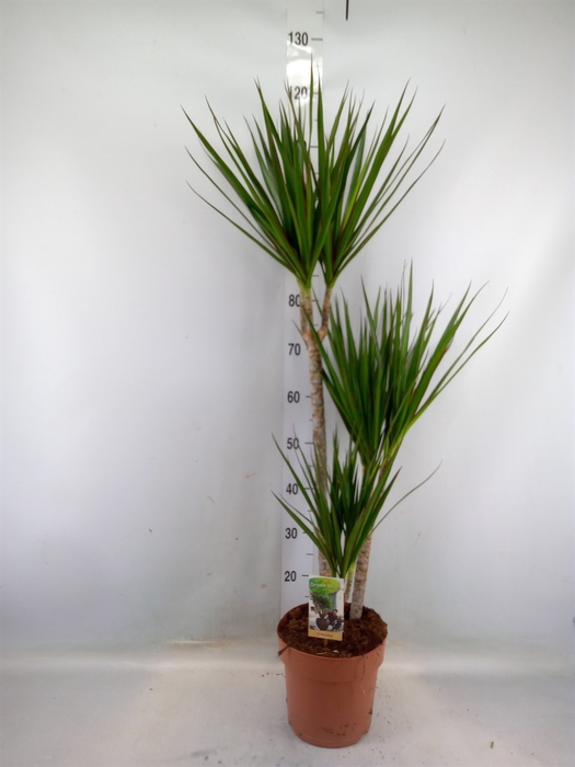 <h4>Dracaena marg.</h4>