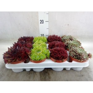 Sempervivum   ...