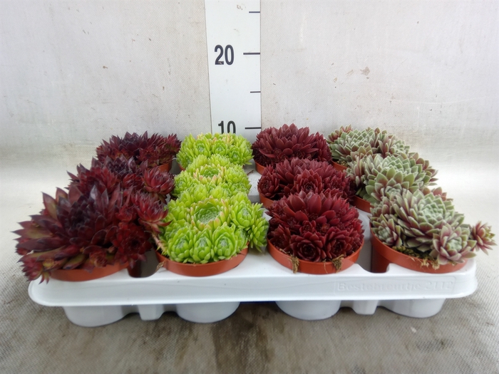 <h4>Sempervivum   ...</h4>