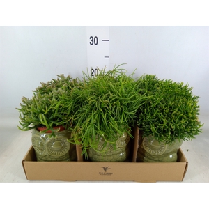 Rhipsalis   ...mix