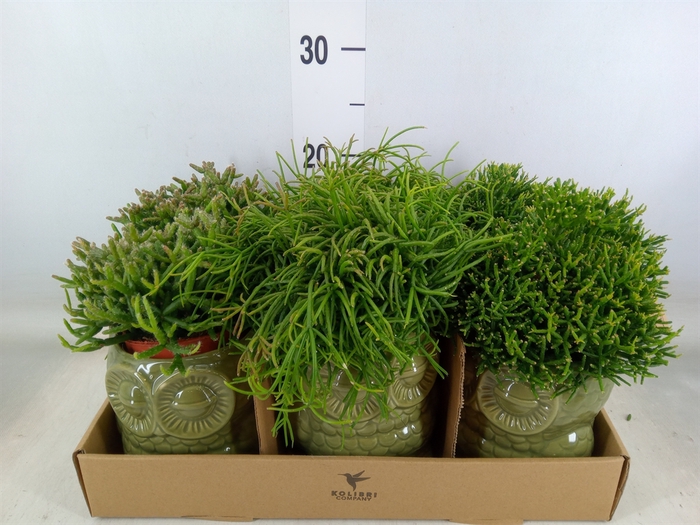 <h4>Rhipsalis   ...mix</h4>