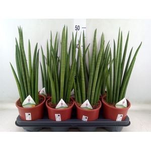 Sansevieria   ...