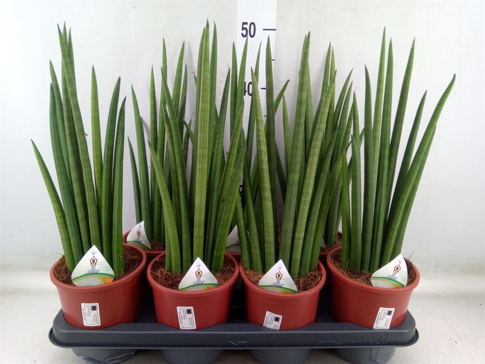 <h4>Sansevieria   ...</h4>
