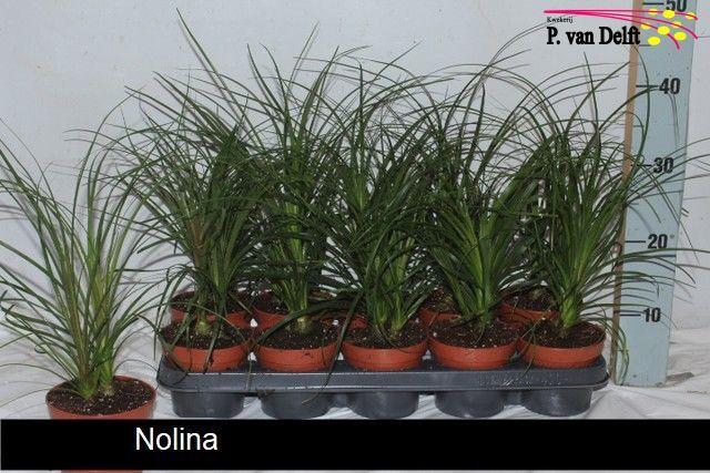 <h4>NOLINA</h4>