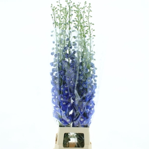 Delph Du Aurora Blue