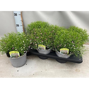 GYPSO PACIFICA