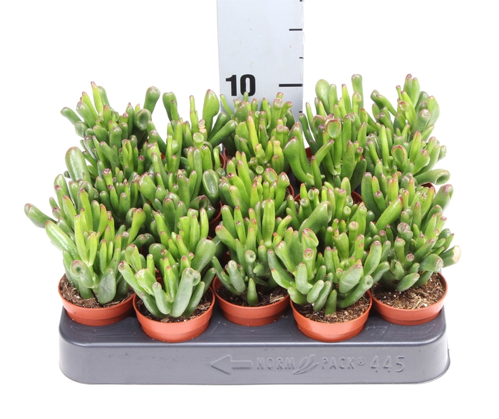 <h4>Crassula ovata 'Hobbit'</h4>