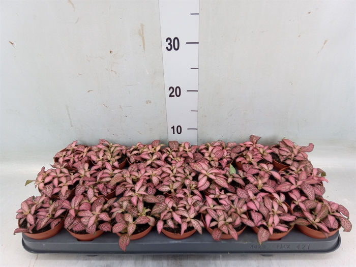 <h4>Fittonia  'Mosaic Pink Forest Flam'</h4>