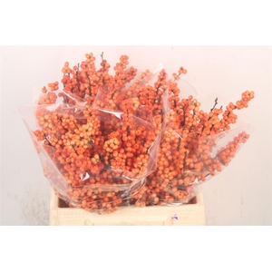 Ilex Verticilata Winter Gold