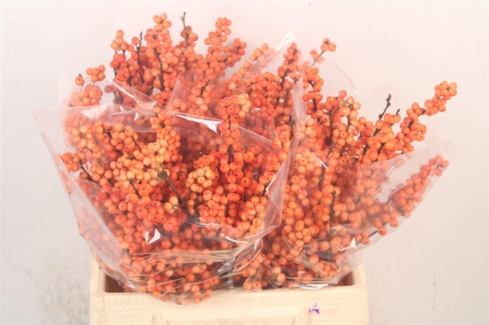 <h4>Ilex Verticilata Winter Gold</h4>