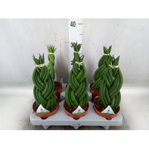 Sansevieria cyl.  ...