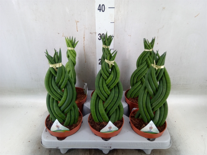 <h4>Sansevieria cyl.  ...</h4>