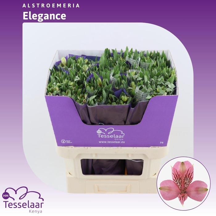 <h4>Alstroemeria Elegance | Heavy Quality</h4>