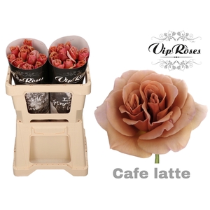 R GR CAFE LATTE x 20
