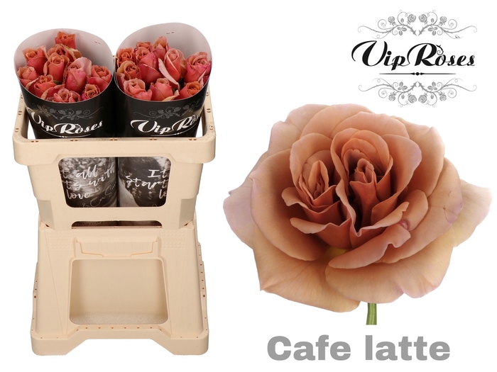 R GR CAFE LATTE x 20