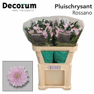 CHR E ROSSANO