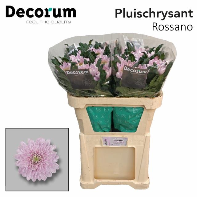CHR E ROSSANO