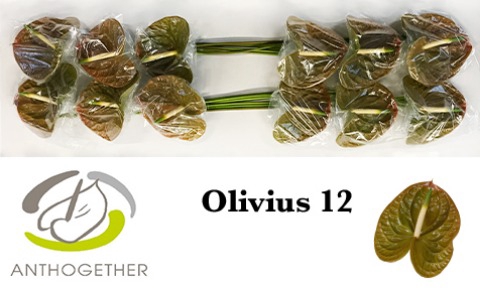 <h4>Anthurium Olivius</h4>