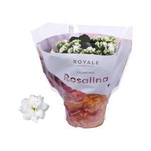 Kalanchoe blos. 'RosDon Dione'