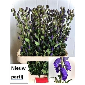 Aconitum Car Arendsii