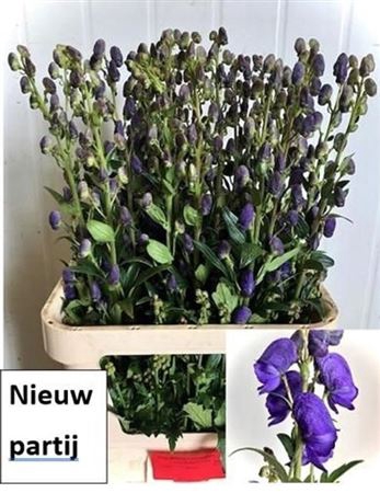 <h4>Aconitum Car Arendsii</h4>
