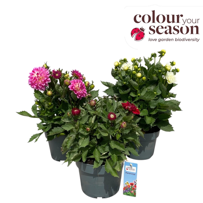 <h4>Dahlia 'Gallery Art Deco' P19</h4>