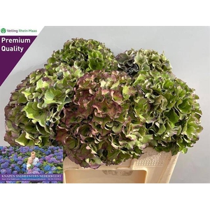 HYDR M RO BREE CL BL ANGEBOT