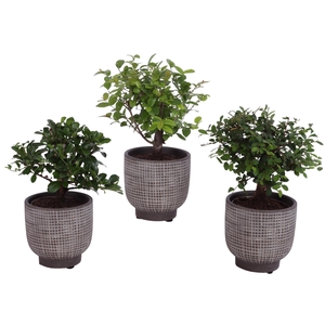 Bonsai Indoor Mix Ø 9cm Ball Shape in Ø11cm Ceramic PL671
