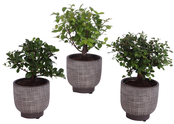 <h4>Bonsai Indoor Mix Ø 9cm Ball Shape in Ø11cm Ceramic PL671</h4>