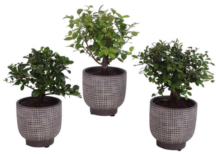 <h4>Bonsai Indoor Mix Ø 9cm Ball Shape in Ø11cm Ceramic PL671</h4>