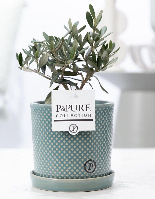 <h4>Olea Europaea in P&PURE Lauren ceramics</h4>