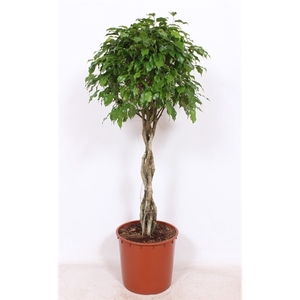 Ficus Exotica