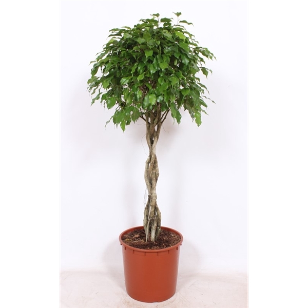 <h4>Ficus Exotica</h4>