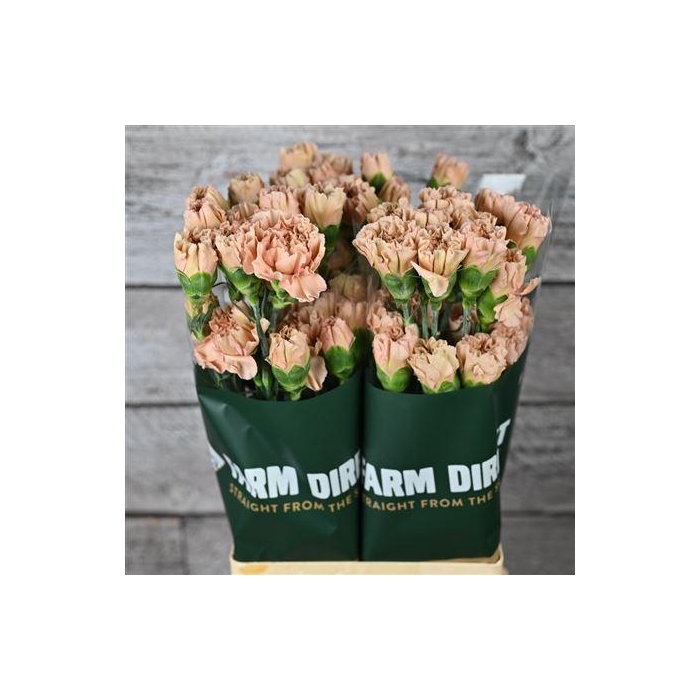 <h4>Di St Honey</h4>