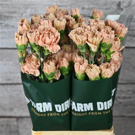 <h4>Di St Honey</h4>