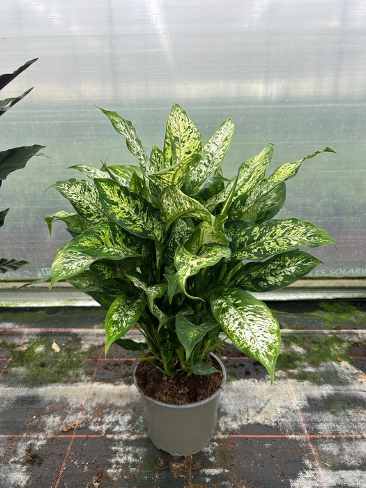 <h4>Dieffenbachia  'Compacta'</h4>