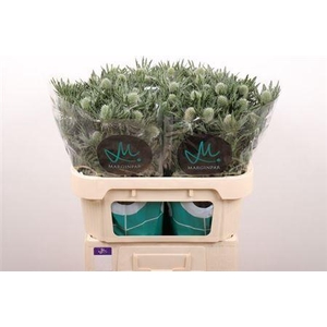 Eryngium Gemini Questar 70cm X30