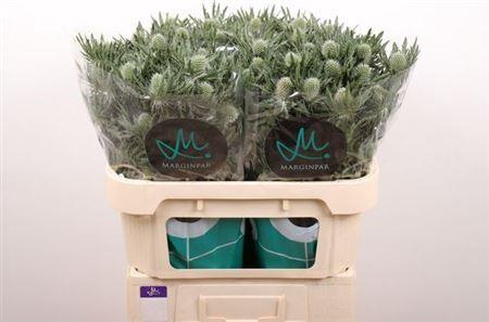<h4>Eryngium Gemini Questar 70cm X30</h4>