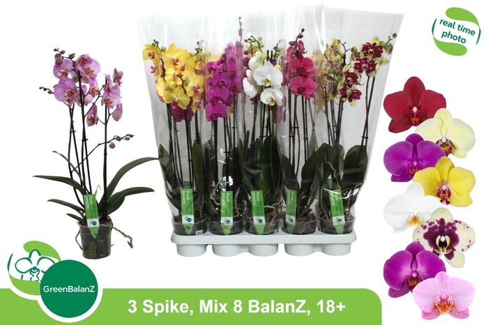 <h4>PHAL GEM 8 KL</h4>