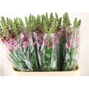 Antir Maryland Lavendel