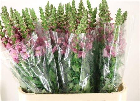 <h4>Antirrhinum Maryland Lavender</h4>