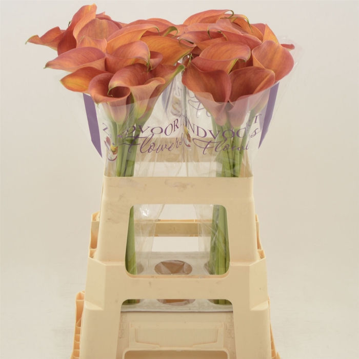<h4>Calla Orange Pride | Dubbelbloemig</h4>