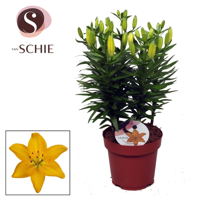 <h4>Lilium Az Matrix Yellow 19cm</h4>